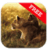 Free Wild Lion Wallpaper