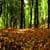 Forest Fall Live Wallpaper