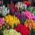 The most beautiful spring pictures around the worl