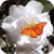 Butterfly On Roses Live Wallpaper