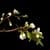 Blooming Flowers Live Wallpaper