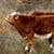 Cows and Orange Berries Live Wallpaper