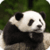Beautiful Panda Live Wallpaper HD