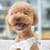 Cat Dog Wallpaper
