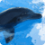 Dolphins : Ocean Wild Animals