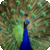 Amazing Animals Wallpapers Free