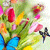 Dancing Butterfly Live Wallpaper