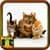 Cat Kitten Pictures