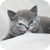 Cats and Kittens Wallpapers