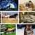 911 Animals Wallpapers