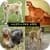 Guess The Dog Breed Trivia