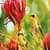 Yellow Birds free