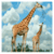 Largest Zoos in the World