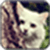 Cat Image_1
