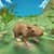 Mouse Survival Simulator