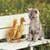 Lovely Cat and Ducks Live Wallpaper