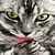 Grey Cat Live Wallpaper
