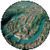 Berne
