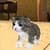 Kitten Cat Simulator 3D Craft