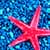 Starfish Photo Collage