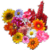 Ultimate Flower Quiz