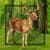 Forest in Deer LiveWallpaper