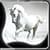 Nice Horses Live Wallpapers