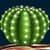 Cactus Photo Collage