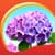 Hydrangea Live Wallpapers