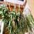 Tamil - Potent Herbs for Health