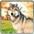 Wild Wolf Simulator: Real Hunt