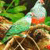 Singing Birds Live Wallapapers 2015