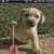 Funny Doggy Live Wallpaper