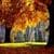 Autumn Forest Cool Live Wallpaper