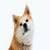 The most beautiful puppy pictures around the world