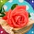 Popular Rose Flower Live Wallpapers