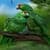PARROT LOVE BIRDS LWP