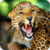 Animal Ringtone Sounds