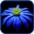 Flowers Spring Wallpaper 