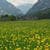 Flowers In Field Live Wallpaper