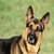 Dog First Aid Methods