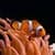 Real Clownfish in tropical aquarium