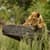 Wild Nature Live