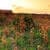 Nature Live Wallpaper 138