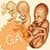 Gestational Age