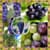 Best Grapes Photo Collage