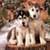 Siberian Husky Live Wallpaper Free