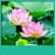 Free Lotus Live Wallpapers