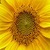 Beautiful Sunflower Live Wallpaper