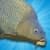 Carp Fishing Simulator alternate